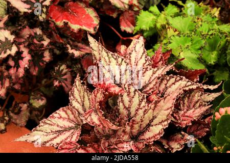 Belle et colorée usine Begonia Rex dans le jardin Banque D'Images