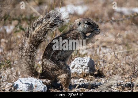 Les écureuils terrestres africains (genre Xerus) dans le parc national d'Etosha en Namibie en Afrique Banque D'Images