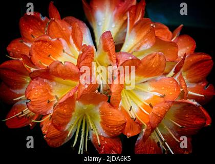 bush Lily Calgary Zoo Alberta Banque D'Images