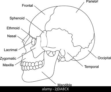 Anatomie des os du crâne humain avec descriptions. Structure des parties crâniennes. Illustration de l'organe interne humain. Illustration de Vecteur