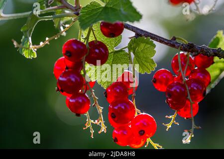 beaucoup de raisins rouges accrochés sur une branche Banque D'Images