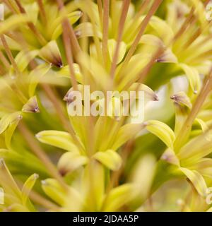 Gros plan de fleurs vertes d'Agave attenuata, d'agave à queue de bœuf, de fond floral macro naturel Banque D'Images