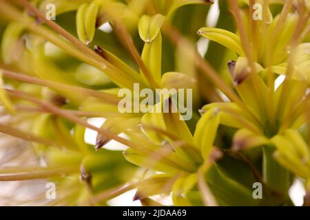 Gros plan de fleurs vertes d'Agave attenuata, d'agave à queue de bœuf, de fond floral macro naturel Banque D'Images