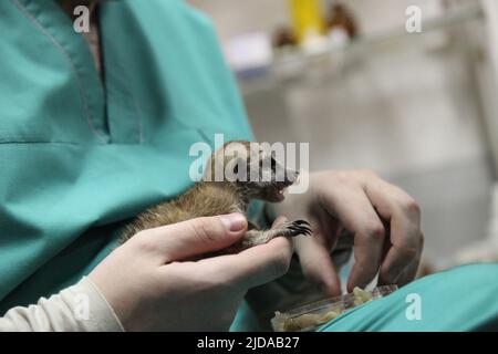 Gros plan de l'alimentation manuelle. Un vétérinaire nourrit un bébé meerkat, que la mère a refusé. Photo de haute qualité Banque D'Images
