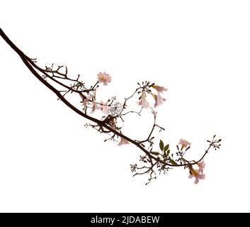 Tabebuia heterophylla, trompette rose, branches fleuries isolées sur fond blanc Banque D'Images