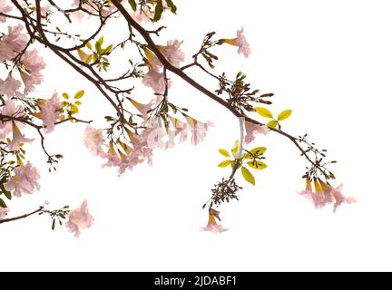 Tabebuia heterophylla, trompette rose, branches fleuries isolées sur fond blanc Banque D'Images