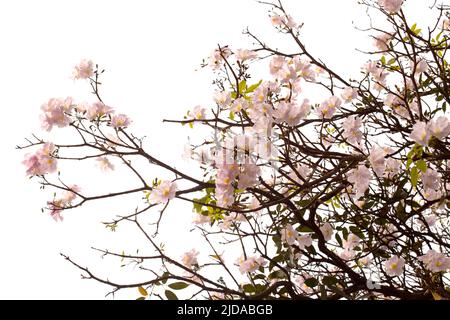Tabebuia heterophylla, trompette rose, branches fleuries isolées sur fond blanc Banque D'Images