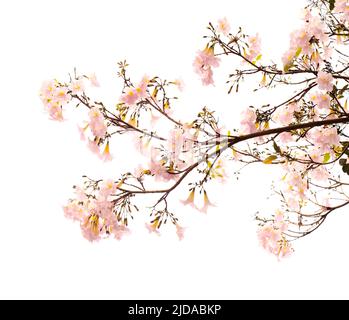 Tabebuia heterophylla, trompette rose, branches fleuries isolées sur fond blanc Banque D'Images