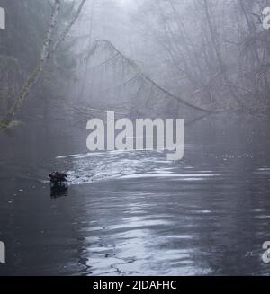 Black Labrador retriever nageant dans un lac avec des arbres tombés lors d'une journée brumeuse dans la forêt du Palatinat en Allemagne. Banque D'Images