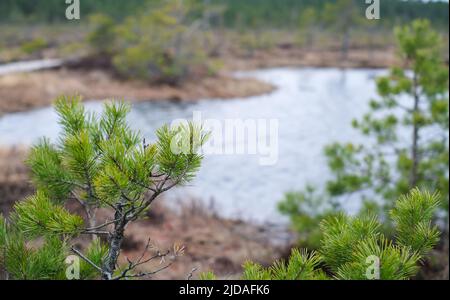 Un chemin en bois dans le parc national de Soomaa en Estonie, au milieu de la forêt et des marais par temps clair Banque D'Images