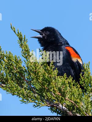 Un oiseau-noir ailé rouge (Agelaius phoeniceus) perché sur une branche chantant contre un ciel bleu Banque D'Images