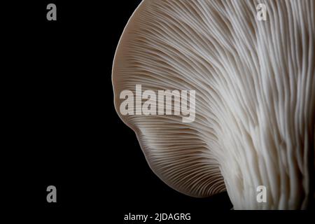 Gros plan sur les branchies du champignon huître d'élevage Banque D'Images