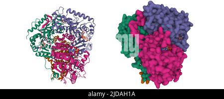 Lactate déshydrogénase avec NADH. 3D modèles de dessin animé et de surface gaussienne. Schéma de couleurs de l'ID de chaîne, PDB 5zjd, fond blanc. Banque D'Images
