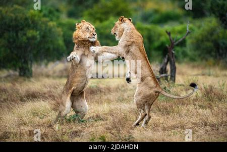 Deux lions, Panthera leo, se combattent Banque D'Images