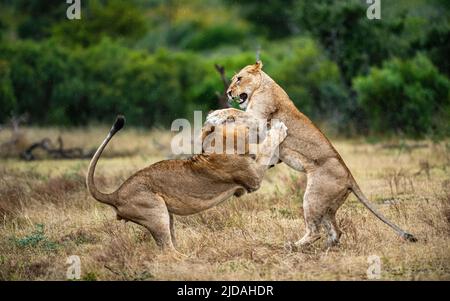 Deux lions, Panthera leo, se combattent Banque D'Images