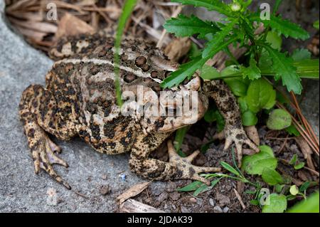 Un crapaud d'Amérique de l'est, Anaxyrus americanus, assis sur un rocher à côté d'un jardin dans les montagnes Adirondack, NY USA Banque D'Images