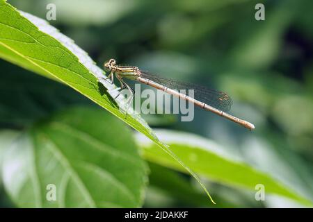 Damselfly à pattes blanches, Blaue Federlibelle, Pennipatte bleuâtre, Platycnemis pennipes, széleslábú szitakötő, Budapest, Hongrie, Magyarország, Europe Banque D'Images