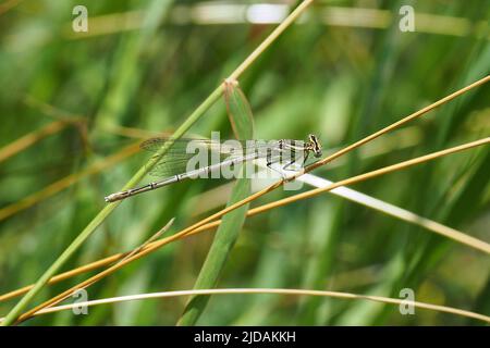 Damselfly à pattes blanches, Blaue Federlibelle, Pennipatte bleuâtre, Platycnemis pennipes, széleslábú szitakötő, Budapest, Hongrie, Magyarország, Europe Banque D'Images