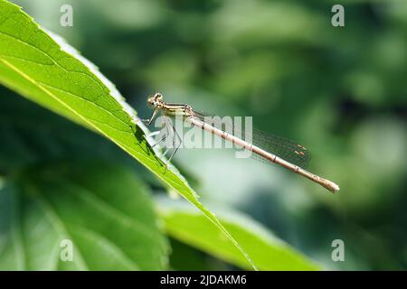 Damselfly à pattes blanches, Blaue Federlibelle, Pennipatte bleuâtre, Platycnemis pennipes, széleslábú szitakötő, Budapest, Hongrie, Magyarország, Europe Banque D'Images