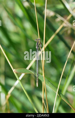 Damselfly à pattes blanches, Blaue Federlibelle, Pennipatte bleuâtre, Platycnemis pennipes, széleslábú szitakötő, Budapest, Hongrie, Magyarország, Europe Banque D'Images