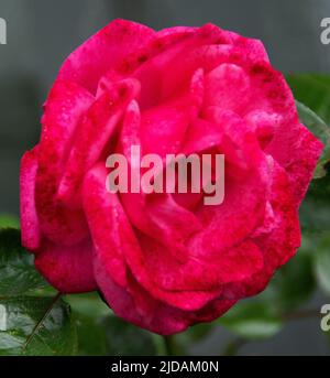 Rosa Pink Perpetue est une rose grimpant à fleurs répétées. Grandes fleurs de forme globulaire, de couleur rose clair - ici une teinte plus foncée de rose après une flèche Banque D'Images