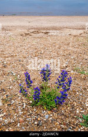 Le brillant de Viper, Echium vulgare, pousse sur la rive est du Wash à Norfolk. Banque D'Images