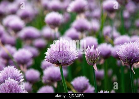 Fleurs de ciboulette pourpre, Allium schoenoprasum dans le jardin, arrière-plans de nature d'été Banque D'Images