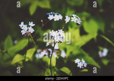 Forget-me-not en forêt d'été, fleurs de Myosotis arvensis Banque D'Images