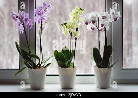 Orchidées de papillon sur le seuil de la fenêtre, orchidées de phalaenopsis en croissance à la maison, soin de plantes à fleurs Banque D'Images