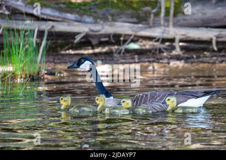 Bernache du Canada (branta canadensis) nageant en observant les oisons sur le Rainbow Flowage dans le nord du Wisconsin, à l'horizontale Banque D'Images