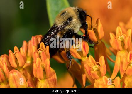 Gros plan du panier de pollen ou du sac de l'abeille Bumble de l'est sur la fleur sauvage de l'herbe à lait du papillon. La pollinisation, la conservation des insectes et de la nature, et la circulation dans les arrière-pays Banque D'Images