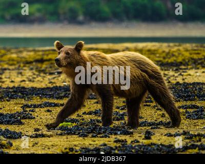 Portrait d'un jeune ours brun côtier (Ursus arctos horribilis) marchant à marée basse tout en creusant des palourdes dans Geographic Harbor Banque D'Images