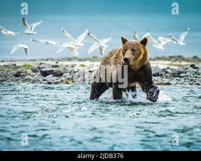 Ours brun côtier (Ursus arctos horribilis) courant dans l'eau pêchant le saumon dans Geographic Harbor avec un troupeau de mouettes volant dans la BA... Banque D'Images