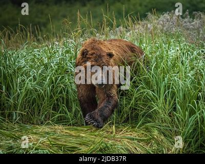 Ours brun côtier (Ursus arctos horribilis) marchant le long du rivage à travers la pêche au saumon dans Geographic Harbor Banque D'Images