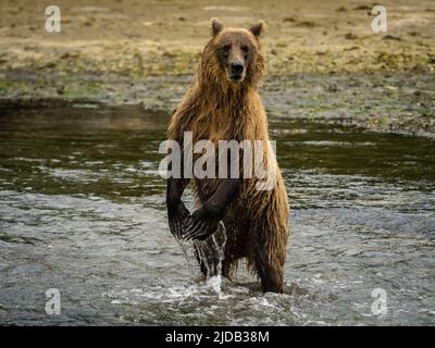 Ours brun côtier (Ursus arctos horribilis) debout sur les pattes arrière dans l'eau alors qu'il pêchait le saumon dans la baie de Kinak Banque D'Images