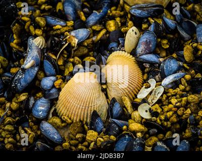 Gros plan de coquilles de palourdes et de moules bleues (Mytilus edulis) exposées à marée basse dans Geographic Harbor Banque D'Images