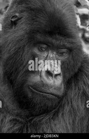 Portrait en gros plan d'un gorille argenté (Gorilla beringei) regardant vers le bas dans la forêt ; Rwanda, Afrique Banque D'Images