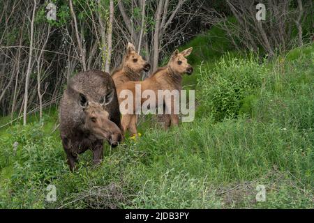 Gros plan d'une famille d'orignaux (Alces alces) le long de la route Dempster; Yukon, Canada Banque D'Images
