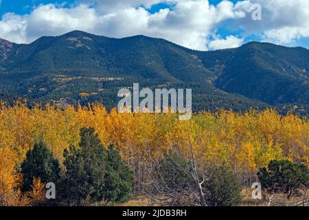 Aspen à l'automne, sous Green Hills, dans le parc national des Great Sand Dunes, au Colorado Banque D'Images