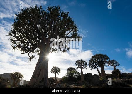 Quiers (Aloidendron dichotomum) à l'aube dans la réserve naturelle de Geogap près de Springbok à Namaqualand; Cap Nord, Afrique du Sud Banque D'Images