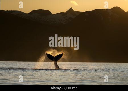 Silhouette d'une baleine à bosse (Megaptera novaeangliae) lançant ses douves dans le canal Lynn, passage intérieur avec les montagnes Chilkat à l'arrière... Banque D'Images