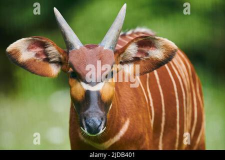 Portrait en gros plan d'un bongo africain (Tragelaphus eurycerus), captif; République tchèque Banque D'Images