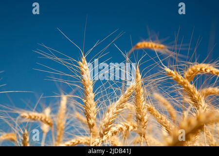 Gros plan de tiges de blé contre un ciel bleu ; Oregon, États-Unis d'Amérique Banque D'Images