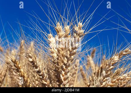 Gros plan de tiges de blé contre un ciel bleu ; État de Washington, États-Unis d'Amérique Banque D'Images