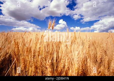 Champ de blé doré poussant sous des nuages gonflés dans un ciel bleu avec des tiges de blé debout contre l'horizon Banque D'Images