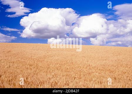 Champ de blé doré atteignant l'horizon poussant sous de grands nuages gonflés dans un ciel bleu ; État de Washington, États-Unis d'Amérique Banque D'Images