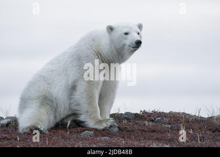 Ours polaire (Ursus maritimus) assis sur la toundra à l'état sauvage, près de Churchill, Manitoba ; Churchill, Manitoba, Canada Banque D'Images