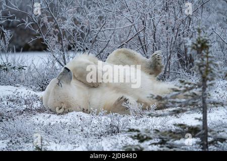 Ours polaire (Ursus maritimus) à l'état sauvage gisant sur son dos dans la toundra polaire, près de Churchill, Manitoba ; Churchill, Manitoba, Canada Banque D'Images