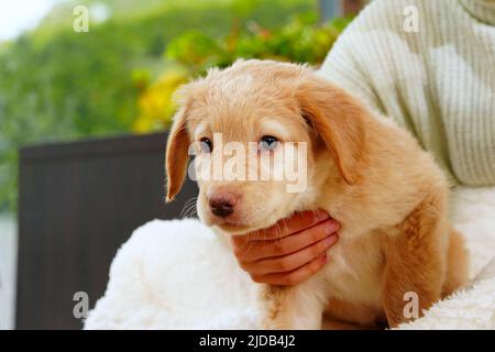 Un enfant avec un chiot mignon. Fille avec un chiot hovawart doré à la maison. Mignon petit chiot de garde Banque D'Images