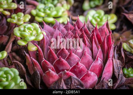 Red Ruben Hen and Chicks (House Leek) plante d'intérieur succulente ; Olympia, Washington, États-Unis d'Amérique Banque D'Images